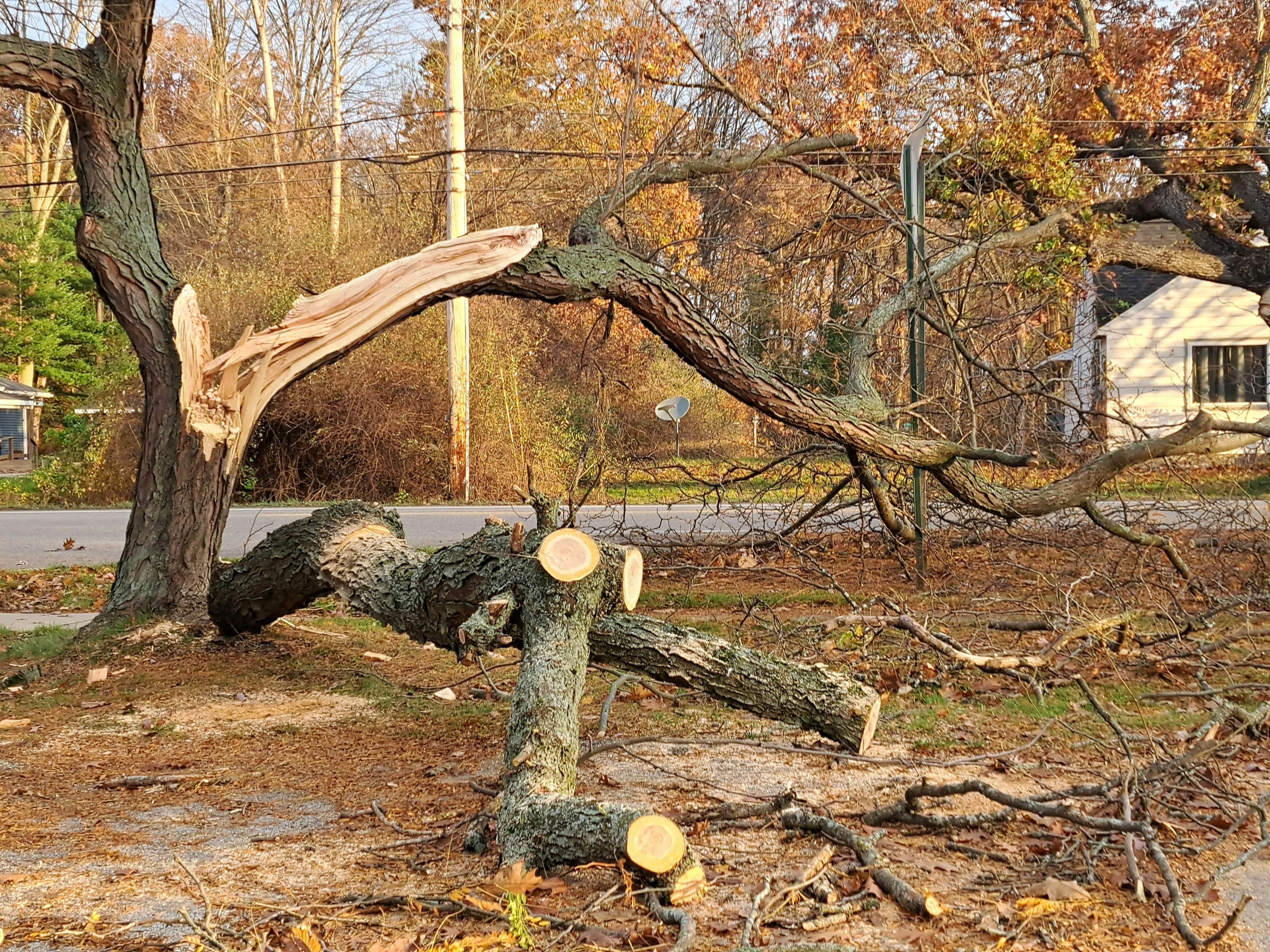 Large broken tree branch cleared after causing a hazard