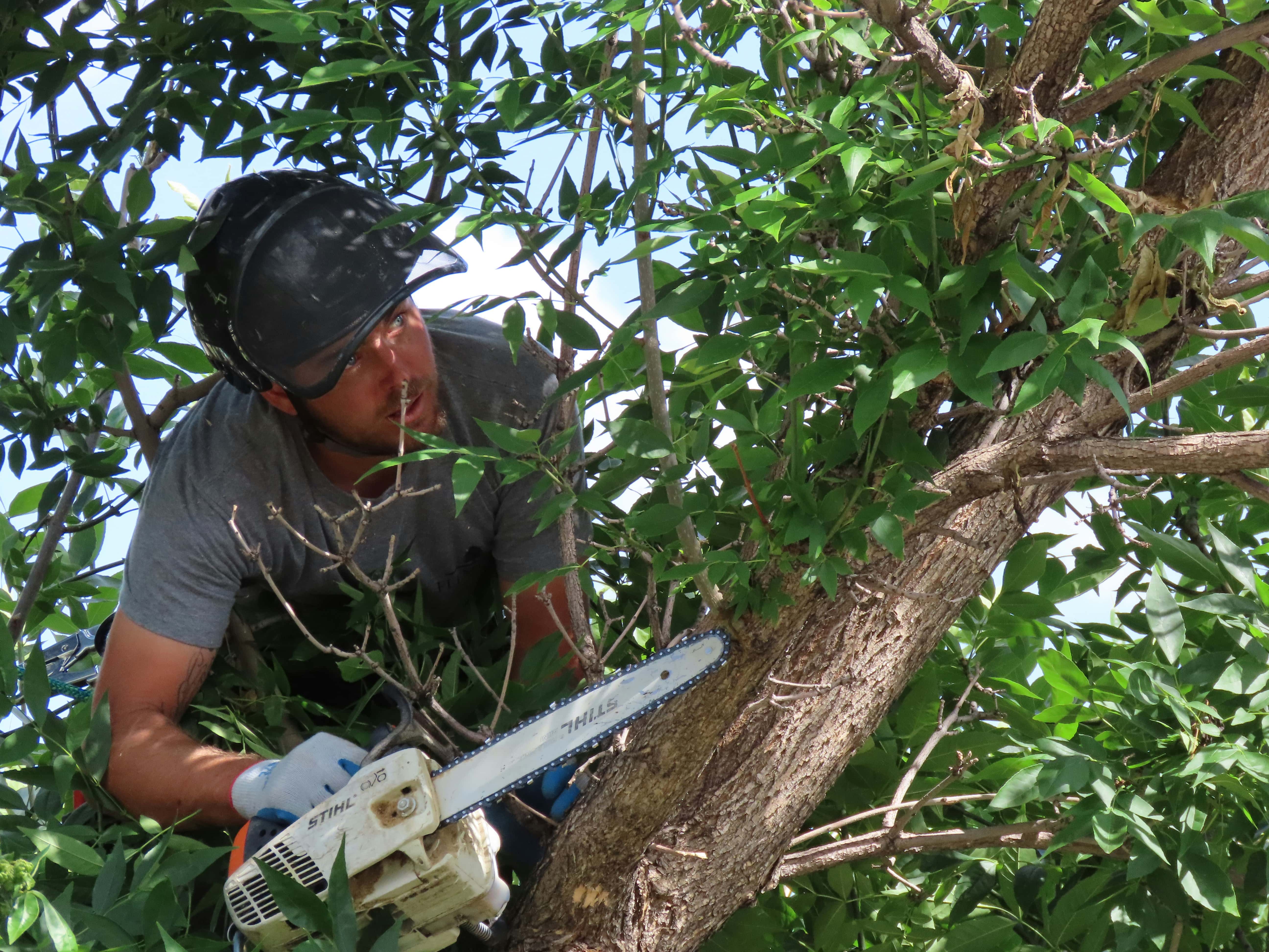Green Oak arborist carefully pruning branches with a chainsaw