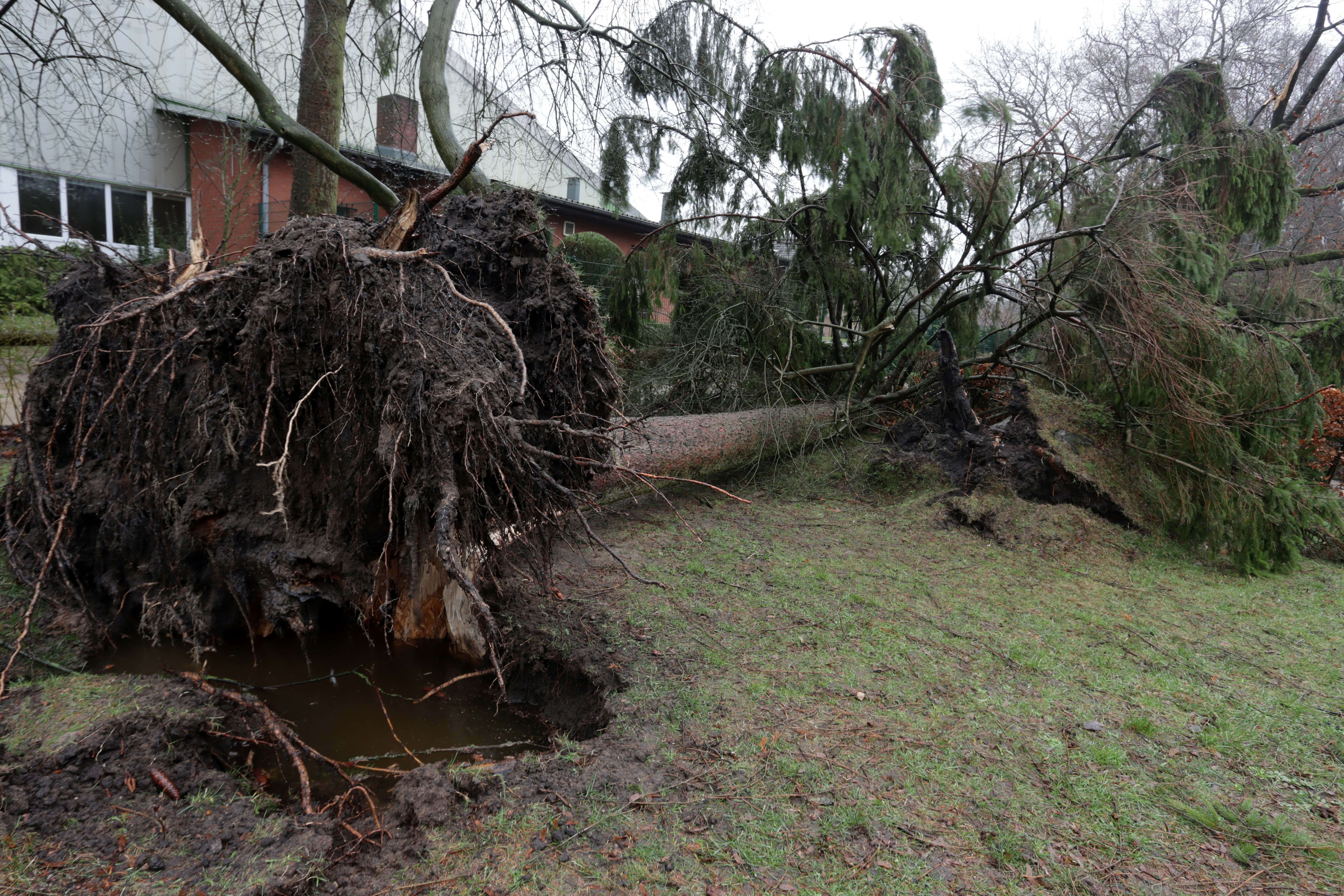 Large uprooted tree after a storm, showcasing emergency cleanup work