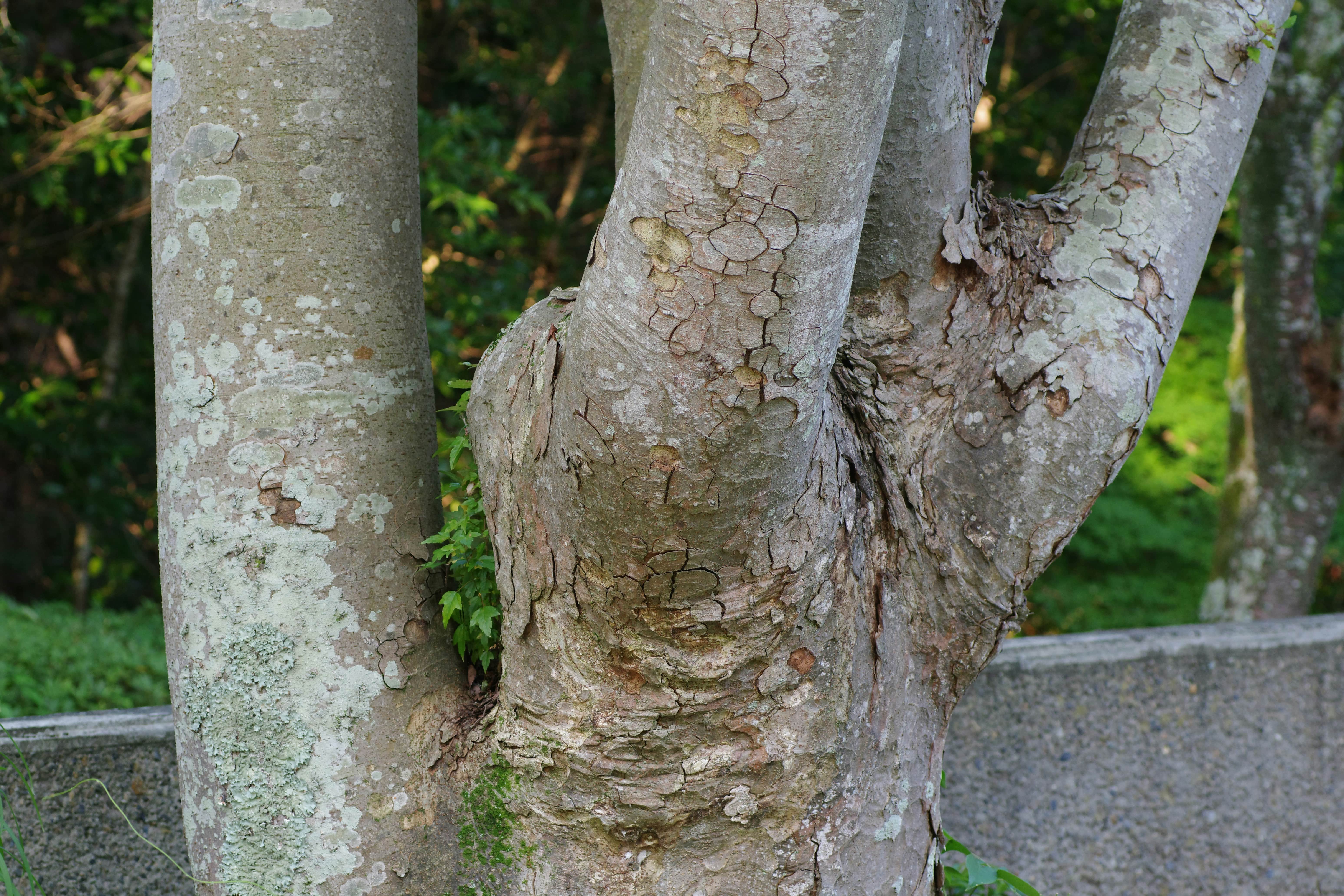 Close-up of tree bark, illustrating signs to look for in assessing tree health and potential hazards.
