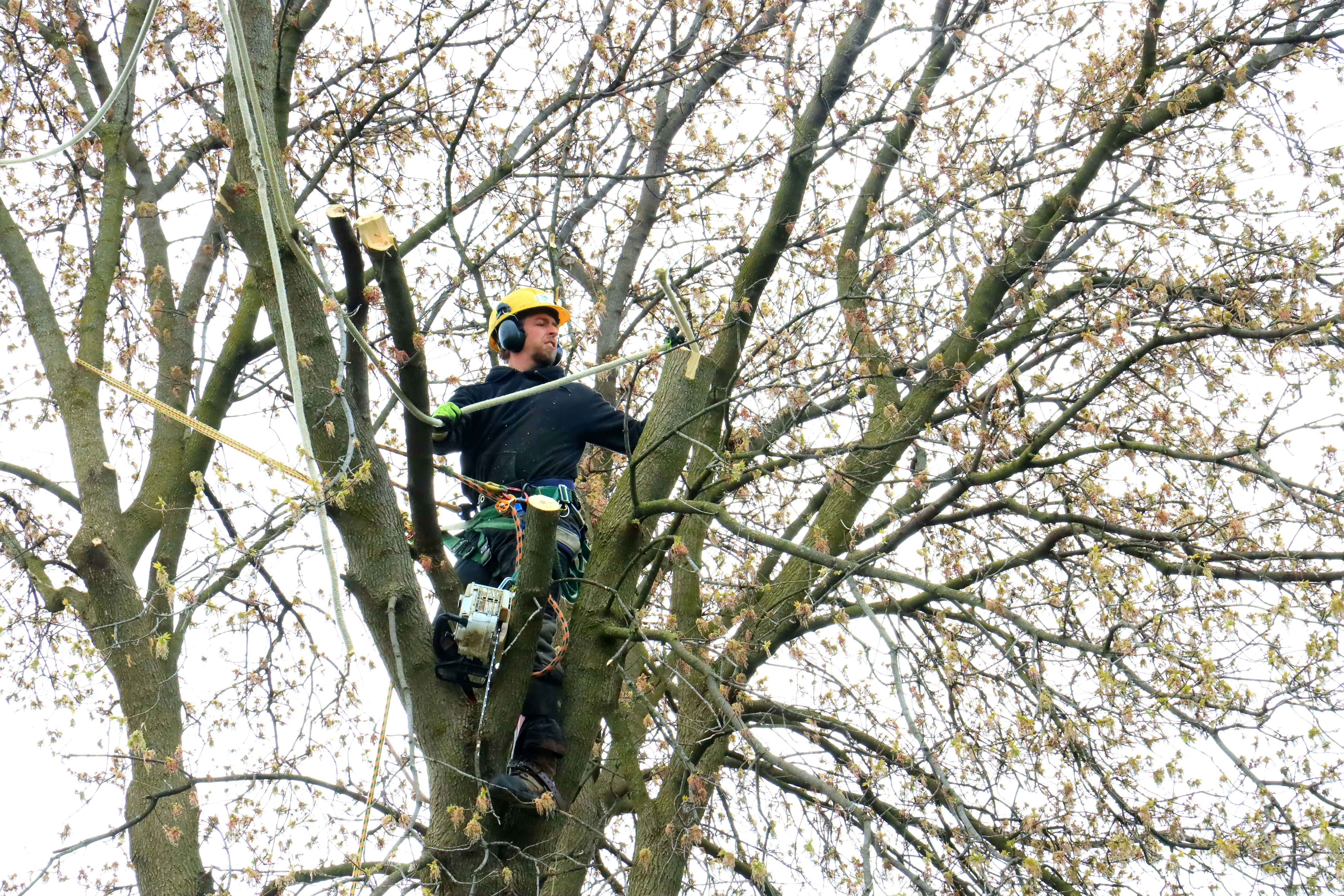 Arborist expertly trimming branches high in a tree, demonstrating proper tree care techniques.