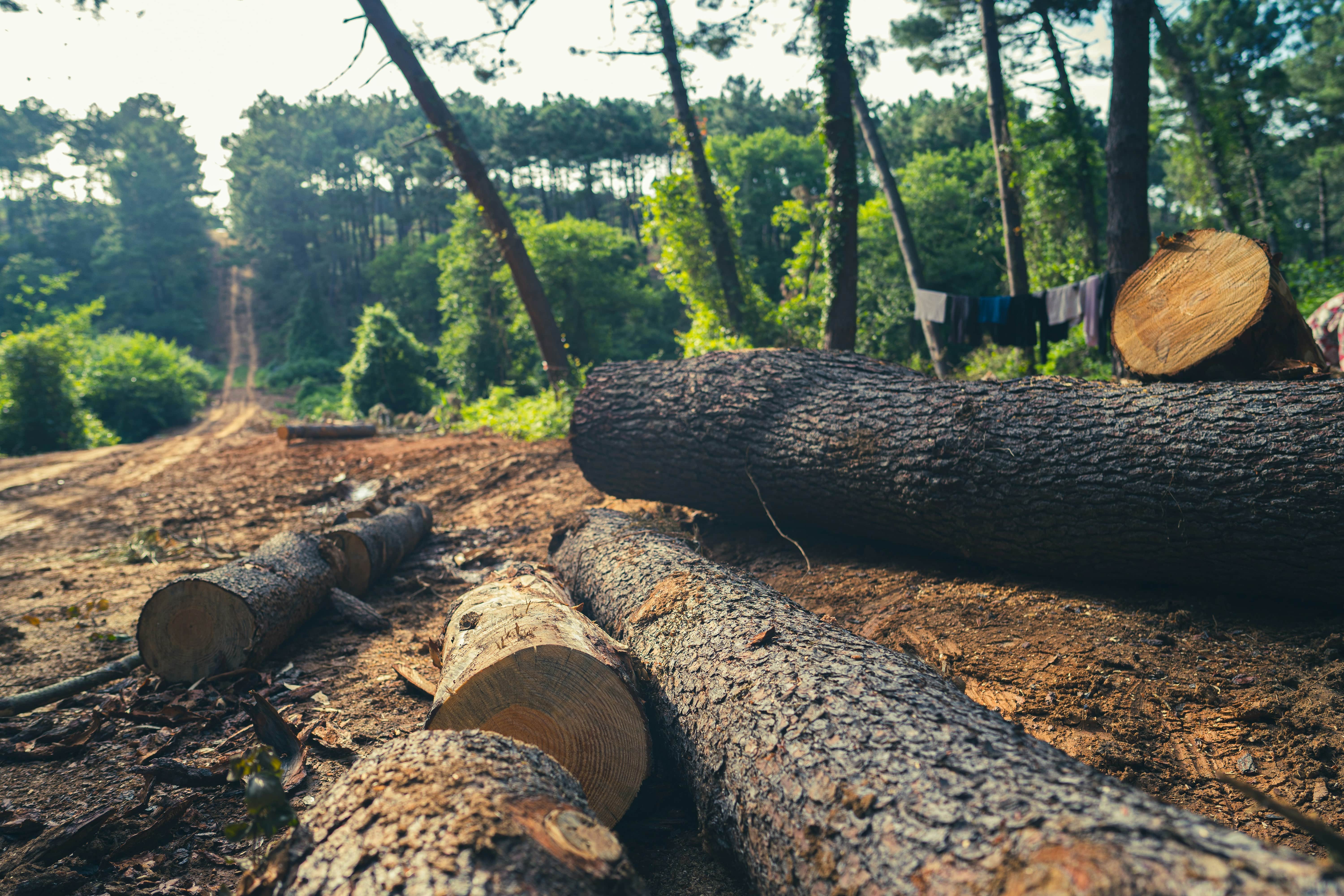 Cleared forest area with felled tree trunks, representing Green Oak Tree Services's tree removal capabilities